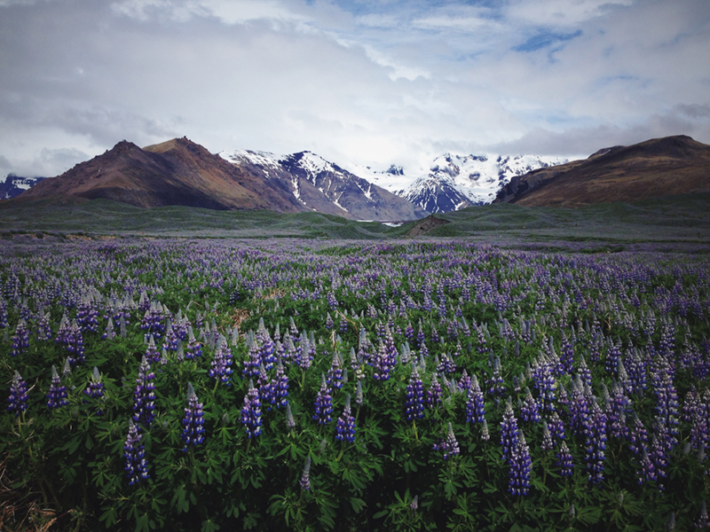 Sokksnes_Lupine_Flowers_800